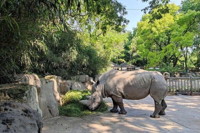 黔灵山因疫情闭园群猴下山觅食，疫情下，动物园的小动物们该怎么办？