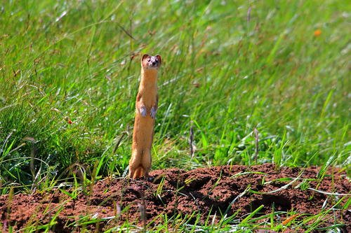 黄鼠狼爬进洗衣机被转晕，这算是虐待动物吗？