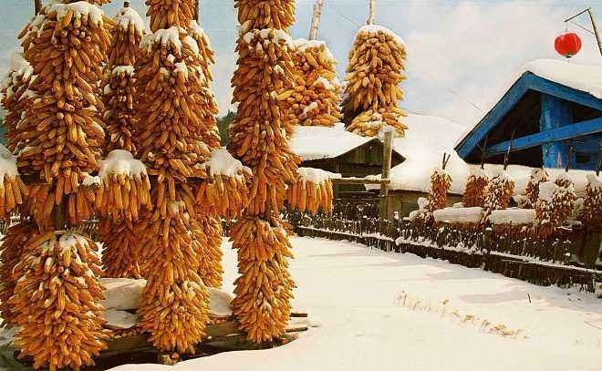 瑞雪兆丰年的益处主要是