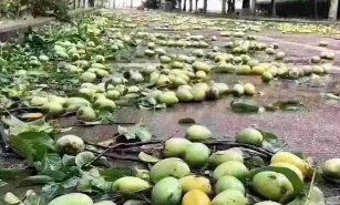 广西一大学结满水果，学生随便吃，还有哪些凭实力宠学生的学校呢？