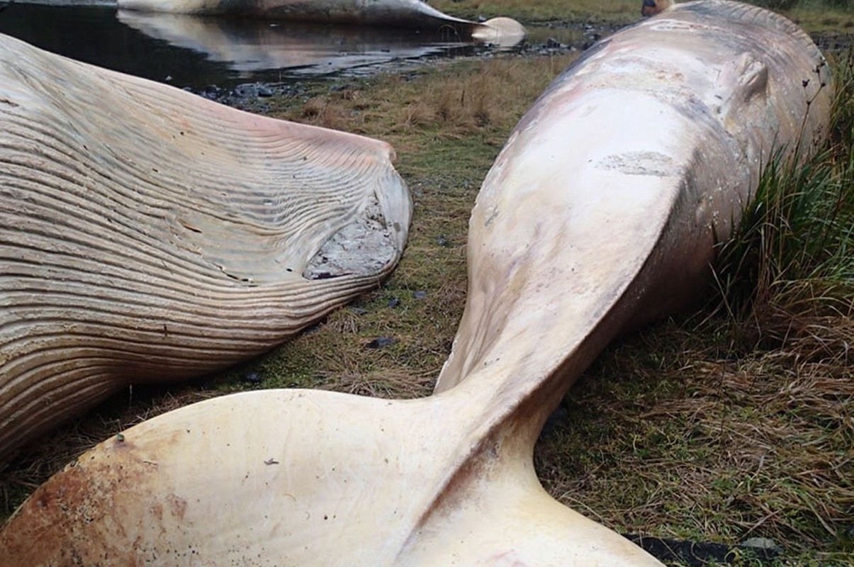 日本捕鲸船捕获1438吨鲸鱼肉，为什么日本那么喜欢捕杀鲸鱼？