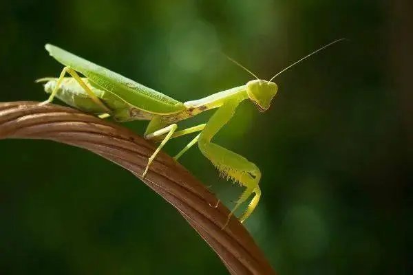 螳螂的样子怎么画