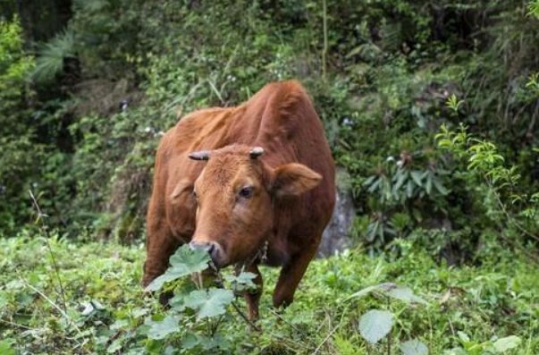 起居无时形容什么生肖和动物