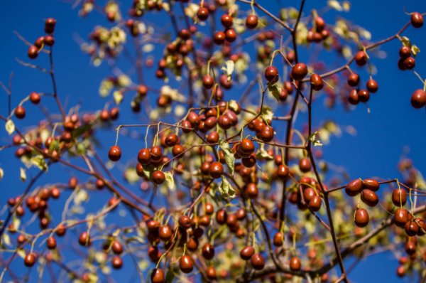 铁杆庄稼之称的植物是