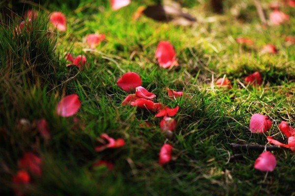 花开花落终有时？