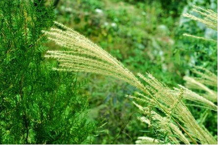 草色迷三径，风光动四邻.愿得长如此，年年物候新.什么意思
