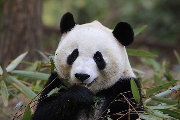 甘孜、雅安发生地震！四川的大熊猫还好吗？