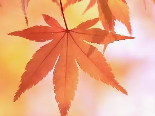 2023年秋分是哪一天