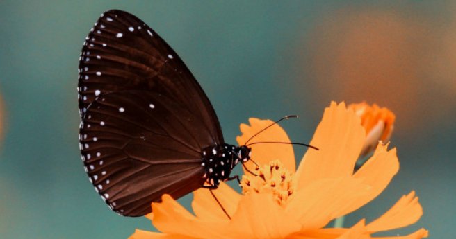 蝴蝶是如何避雨的家在哪里