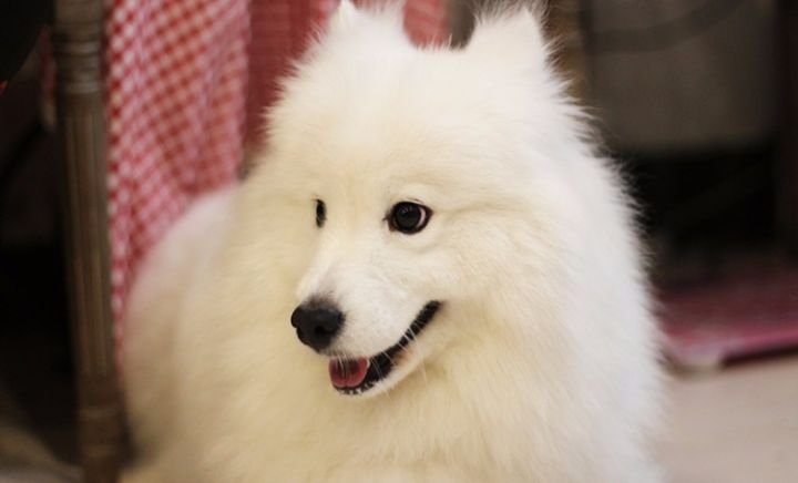 世界上最高的狗狗弗雷迪去世,致其去世的原因是什么?