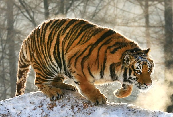 装怯作勇什么动物