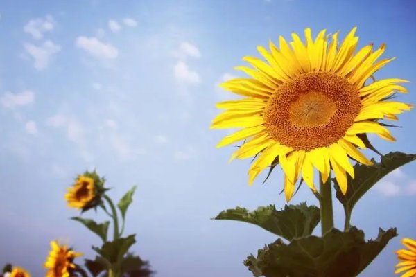 向日葵为什么不能送人