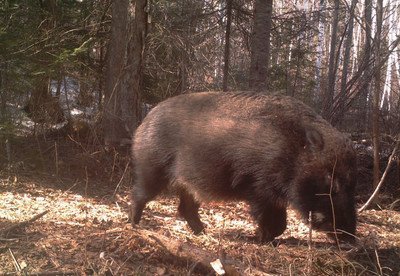 野猪冲进杭州一商场厕所被现场打晕制服,人类遇到野猪该如何自保?
