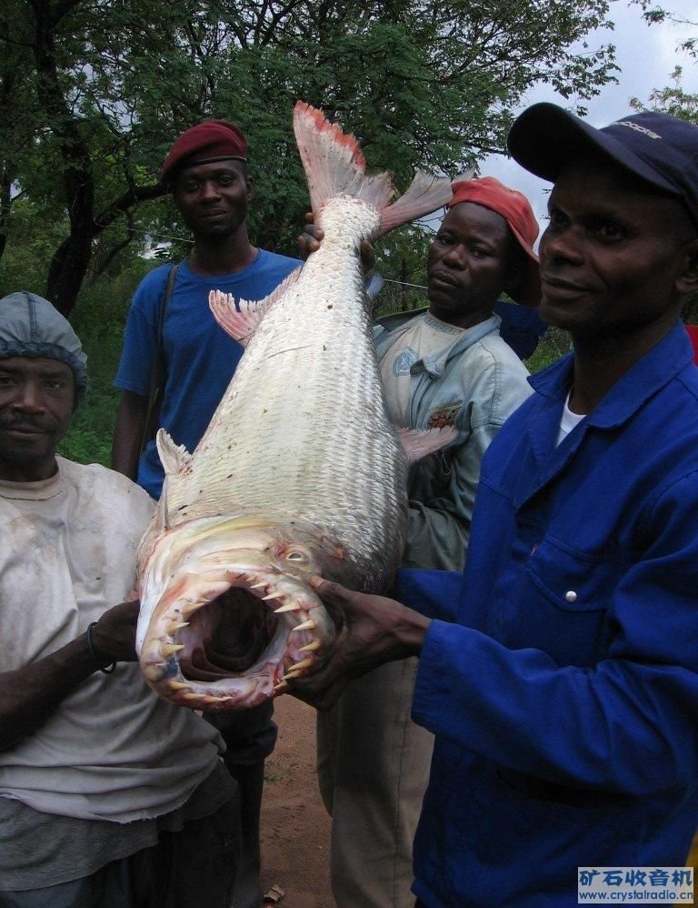 鲨鱼是鱼类最厉害的吗？