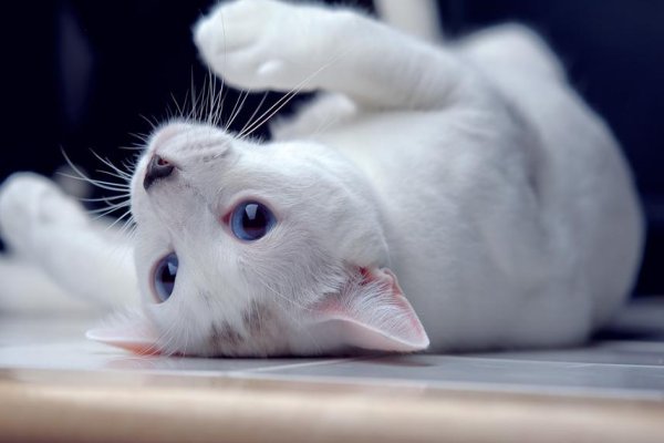 南宋哪位诗人爱养猫 蚂蚁庄园