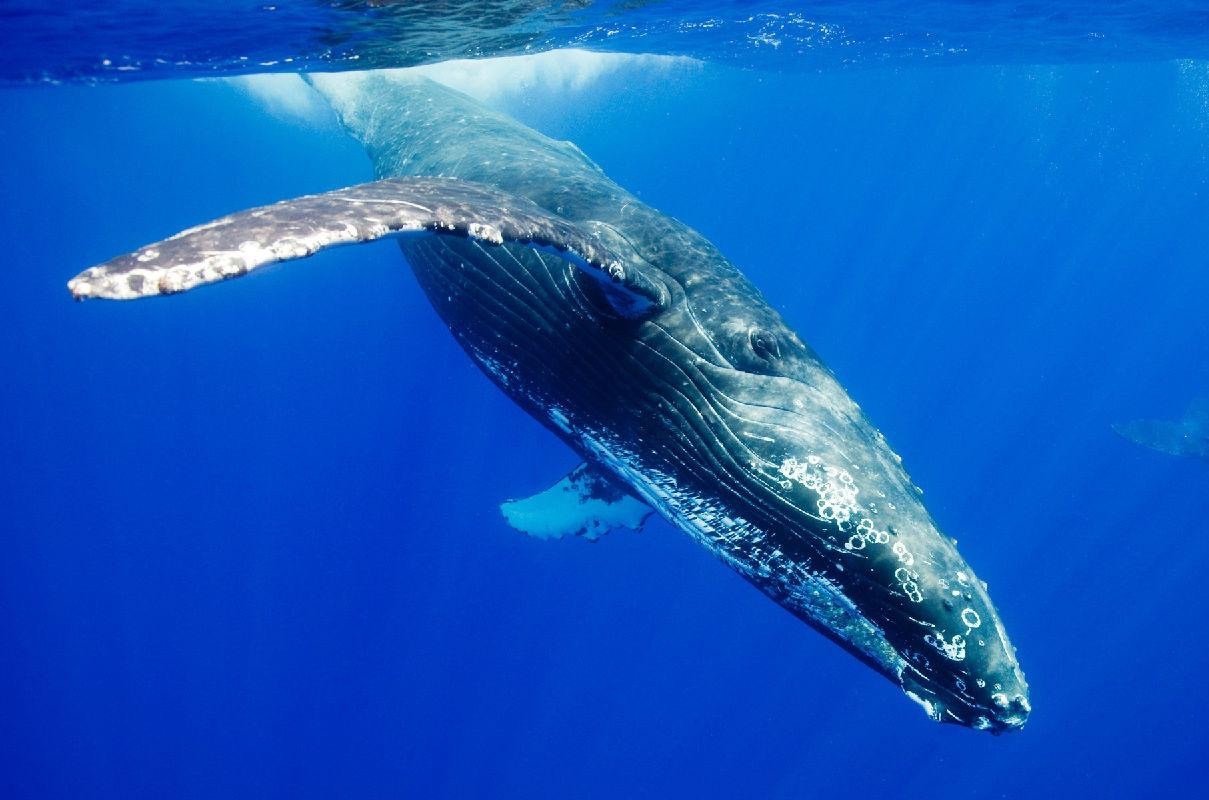 日本捕鲸船捕获1438吨鲸鱼肉，为什么日本那么喜欢捕杀鲸鱼？