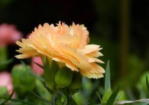 百花齐放才是春前面一句是什么?