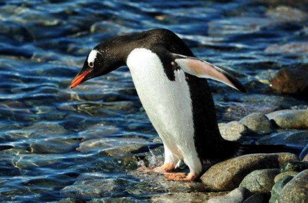 企鹅看起来只有脚，那它有没有腿和膝盖吗？