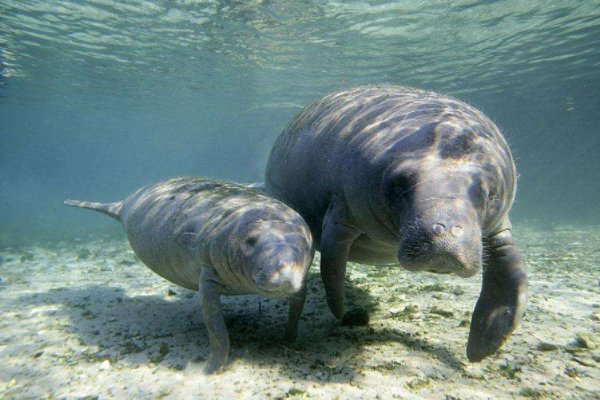 海牛与哪种动物是近亲相系
