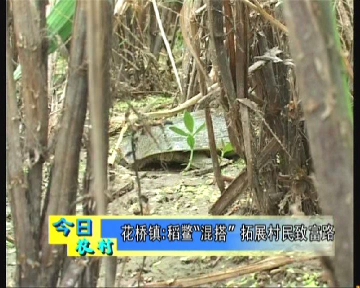 蟹妈事件的相关拓展