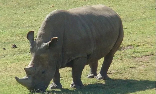 全球仅剩一只的动物是什么？