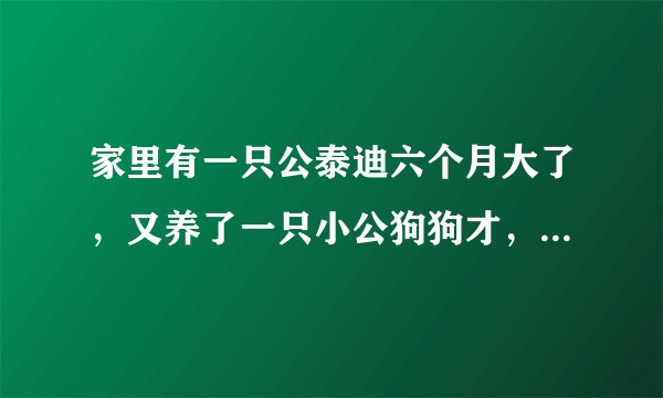 家里有一只公泰迪六个月大了，又养了一只小公狗狗才，一个月大，泰迪老是骑在小狗的身上怎么办？