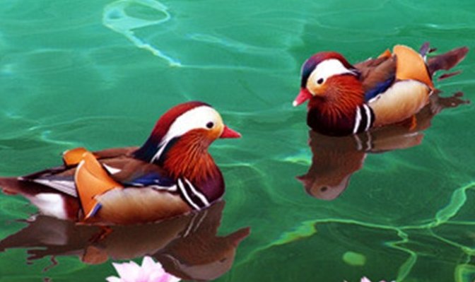 亡命鸳鸯是什么意思