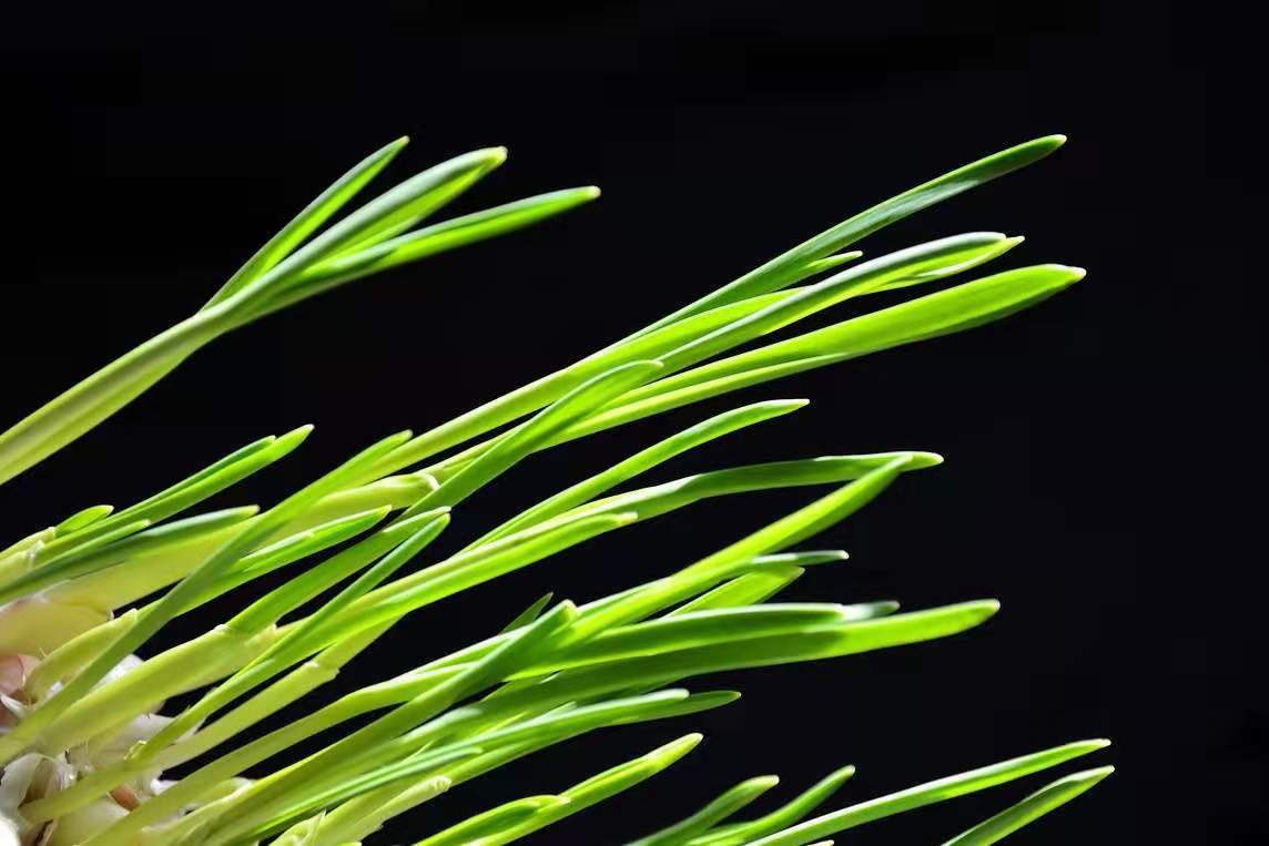 山东人为什么对“葱蒜”如此热爱？