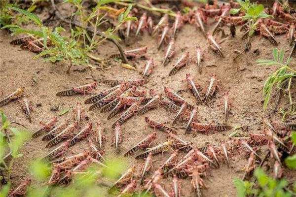 非洲蝗灾恐又将卷土重来，真的拿它们没有办法吗？