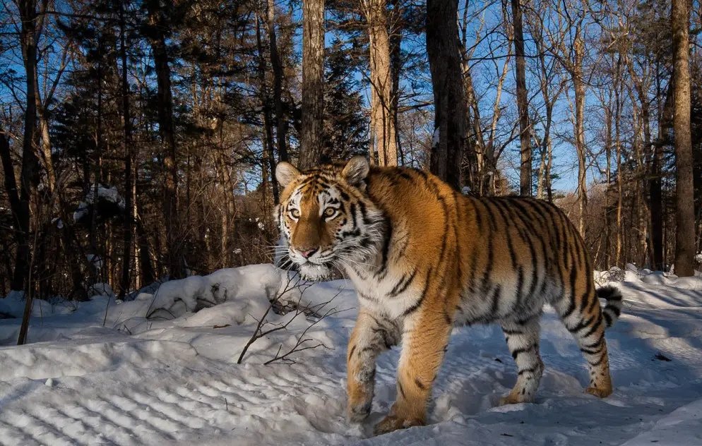 深夜路遇东北虎隔车窗与人对视，路上遇到东北虎该怎么办？