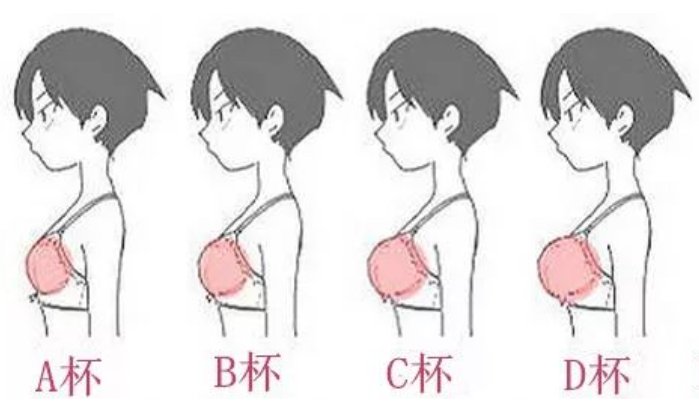 C-CUP什么意思？