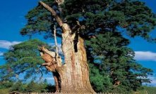 巴西亚马孙地区发现88.5米大树，或为世界最高，这一发现具有哪些价值？