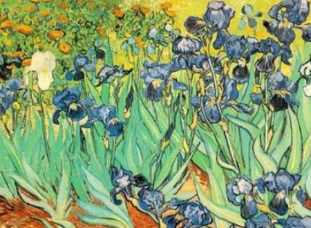 什么花的花语是神圣的