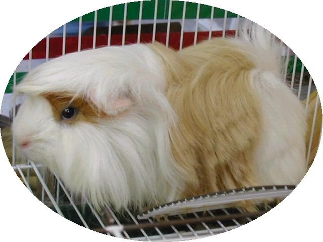 逆毛绒豚的生长繁殖