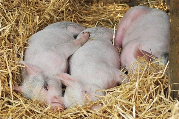 7人面包车拉40头猪崽上高速，如何看待该男子的行为呢？