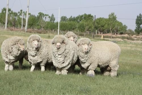 中国有哪些物产