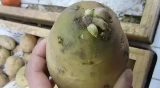 江西一男子学吃冻土豆后拔3颗牙，冻土豆为什么不能直接咬着吃？