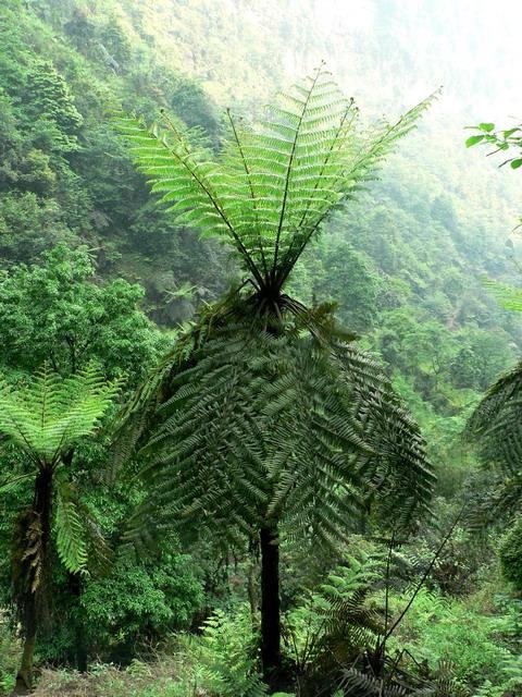 粗齿桫椤的病虫害防治