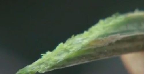 怎样提取丝瓜水