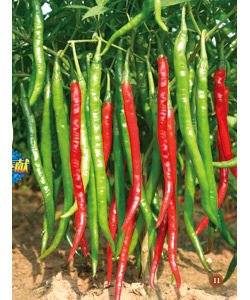 无限辣椒的介绍