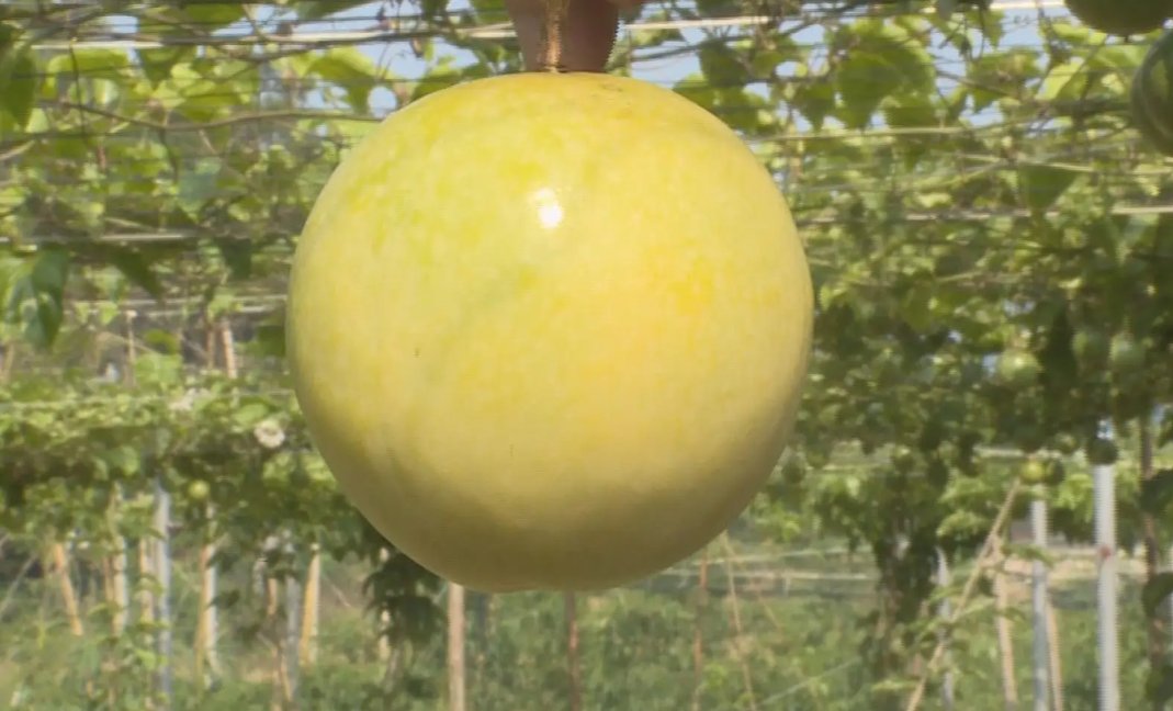 高温天气对百香果的影响是什么，有哪些防治的措施？