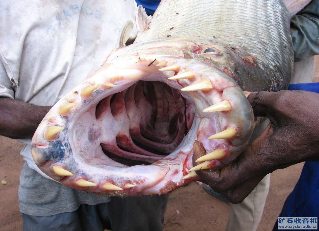 鲨鱼是鱼类最厉害的吗？