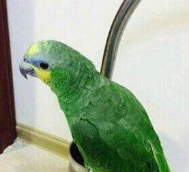 青绿顶亚马逊鹦鹉的生活习性
