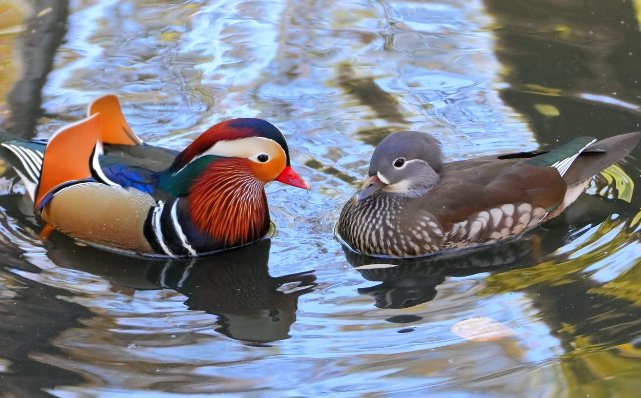 亡命鸳鸯是什么意思