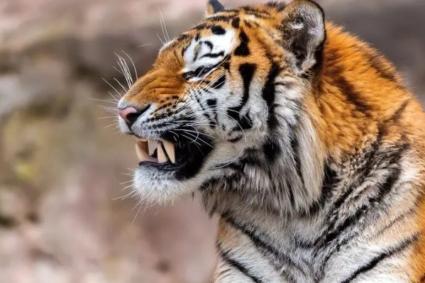 装怯作勇什么动物