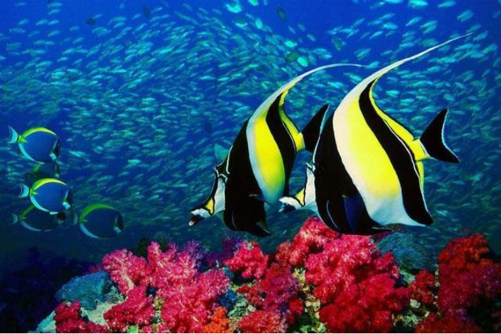 一把刀水上漂有眼睛没眉毛打一动物