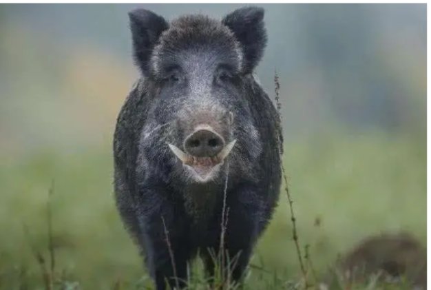 注意！北京石景山一小区有野猪出没，遇到野猪该咋办？