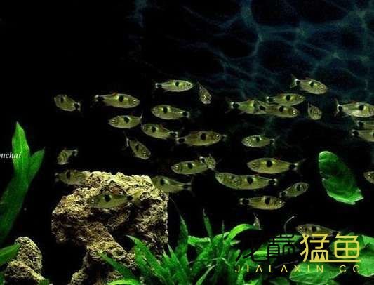 请问这是什么鱼吗叫什么
