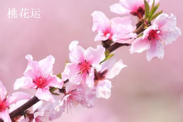 我的桃花运它来到了是什么歌