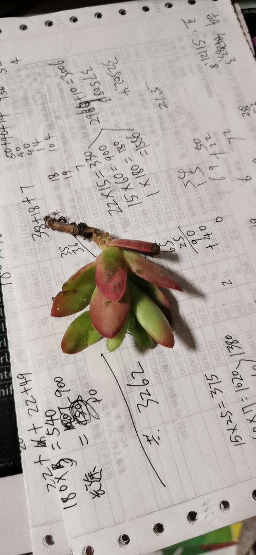 一日三秋猜一生肖